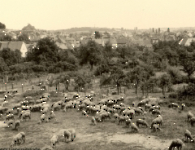 Liebezeitstr Dreschplatz 1954 gegenüber
