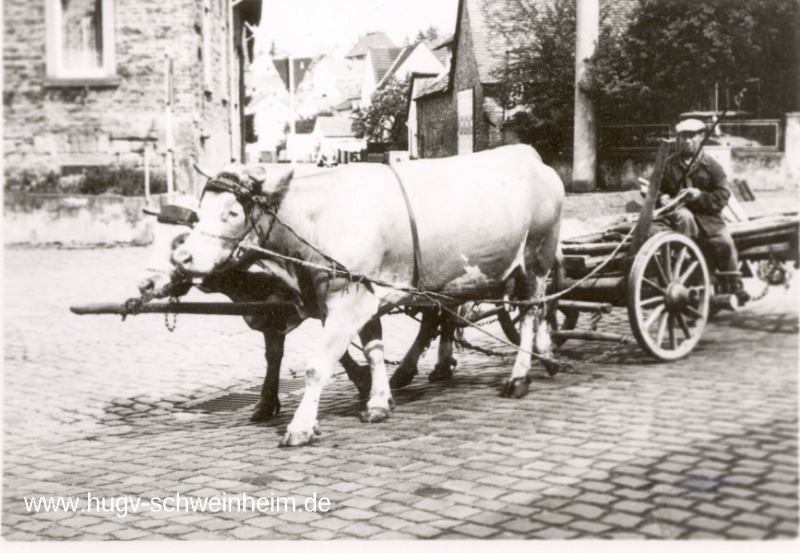 Nees Alois Marienstr mit Kühfuhrwerk