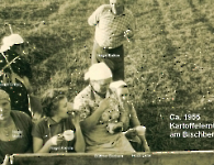 Kartoffelernte am Bischberg um 1955 (1)